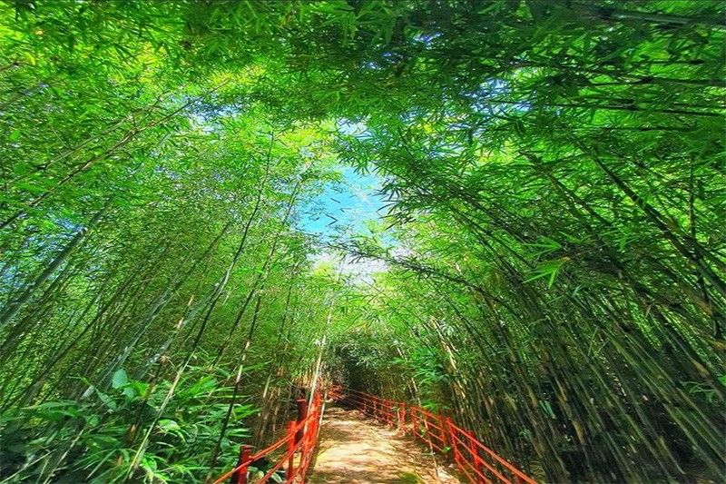 Bamboo Sanctuary